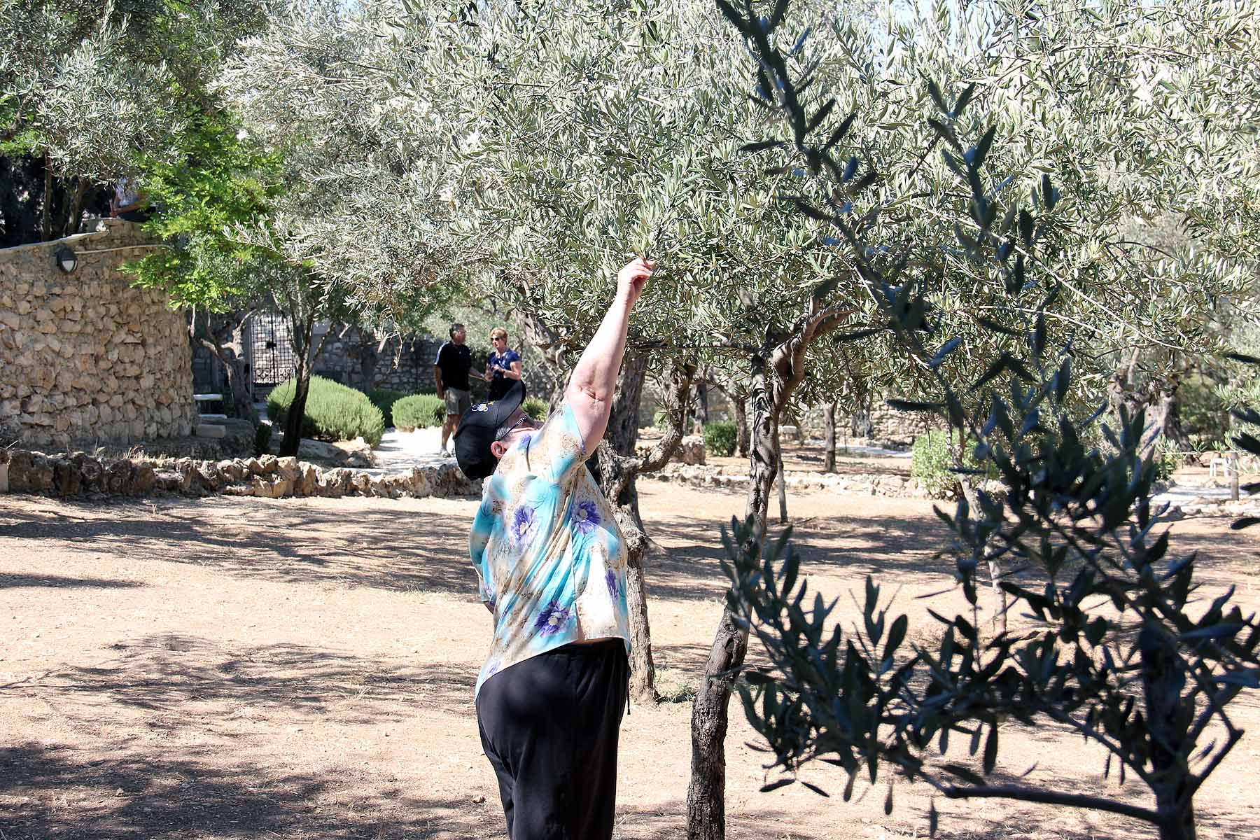 Gethsemane image 16